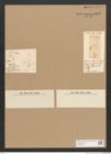 Diatomeae indet. Zeichnungen Sammlung Grunow Nr. 4481 (NHMW-BOT-W0372438)